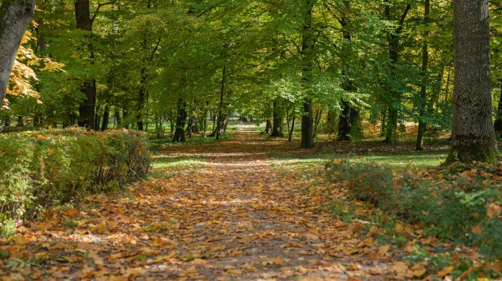 Rozległy ogród