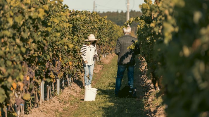 Wino, które opowiada historię