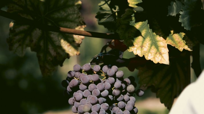 Wino, które opowiada historię