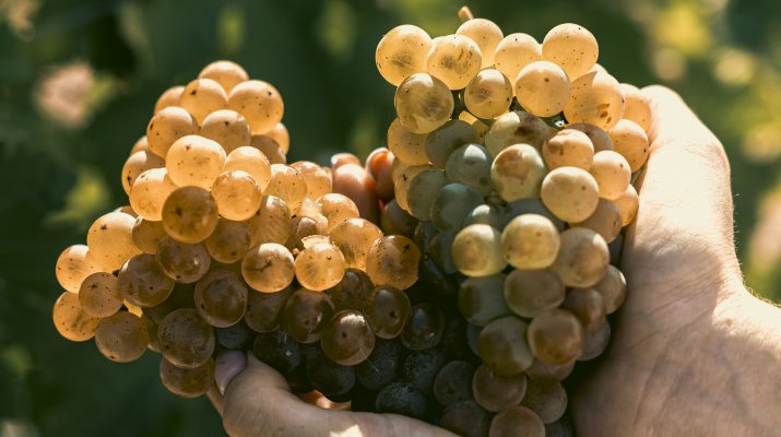 Wino, które opowiada historię