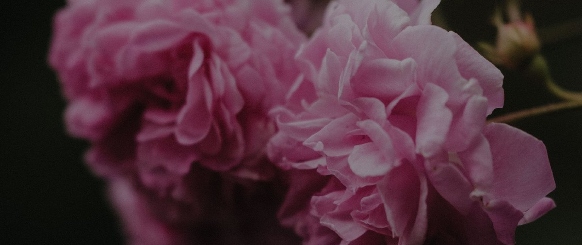 Dzień Kobiet | warsztaty automasażu twarzy Kobido 