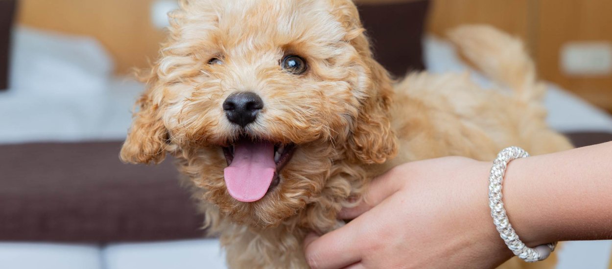 Urlaub mit Hund auf Rügen – willkommen in Bergen