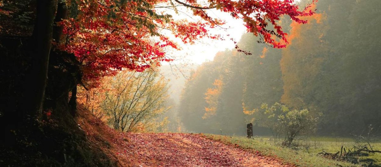 Herbst auf Rügen – Zeit für Natur & Entdeckung