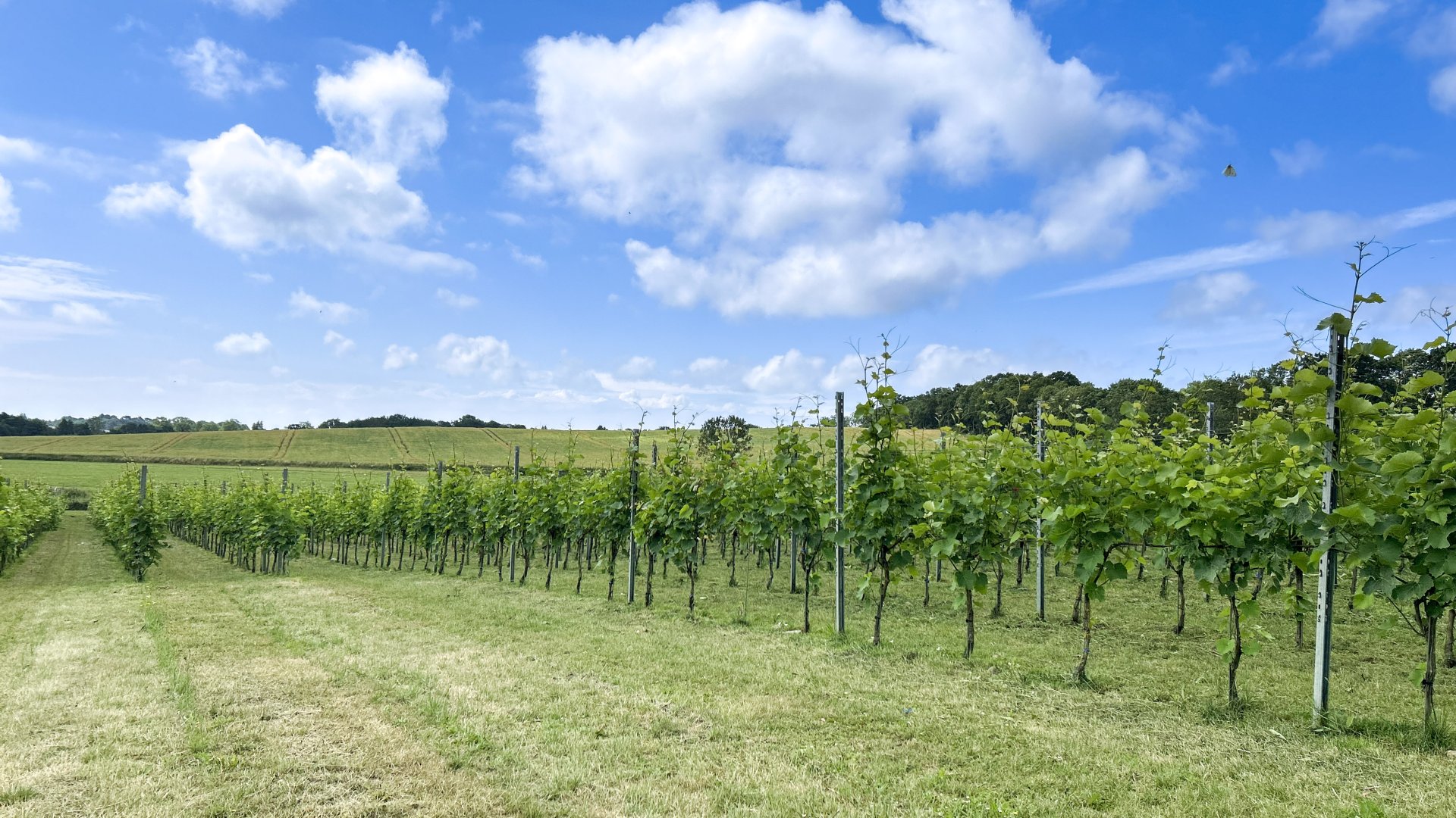 Weingenuss mit Insel-Charme: Unsere Partnerschaft mit dem Weingut Hohmann