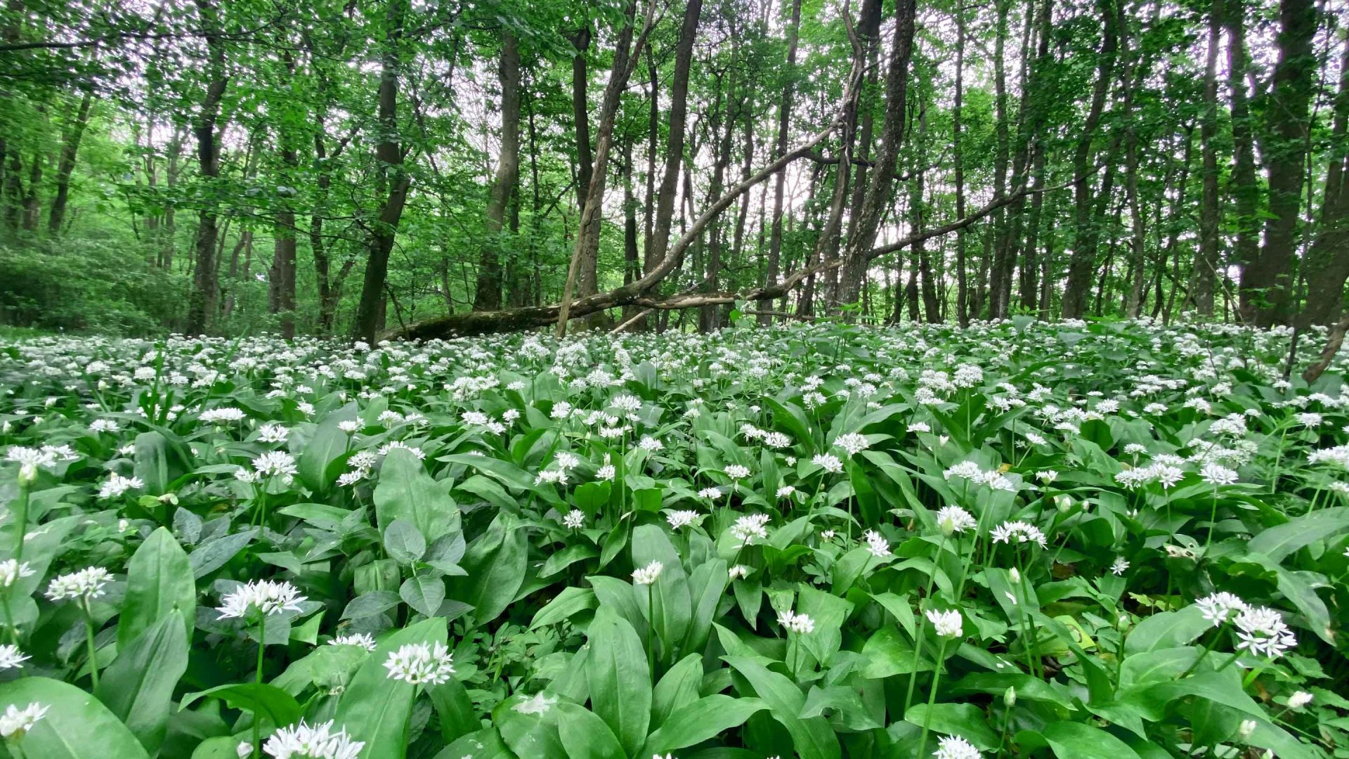 Bärlauch trifft Regional Produkte
