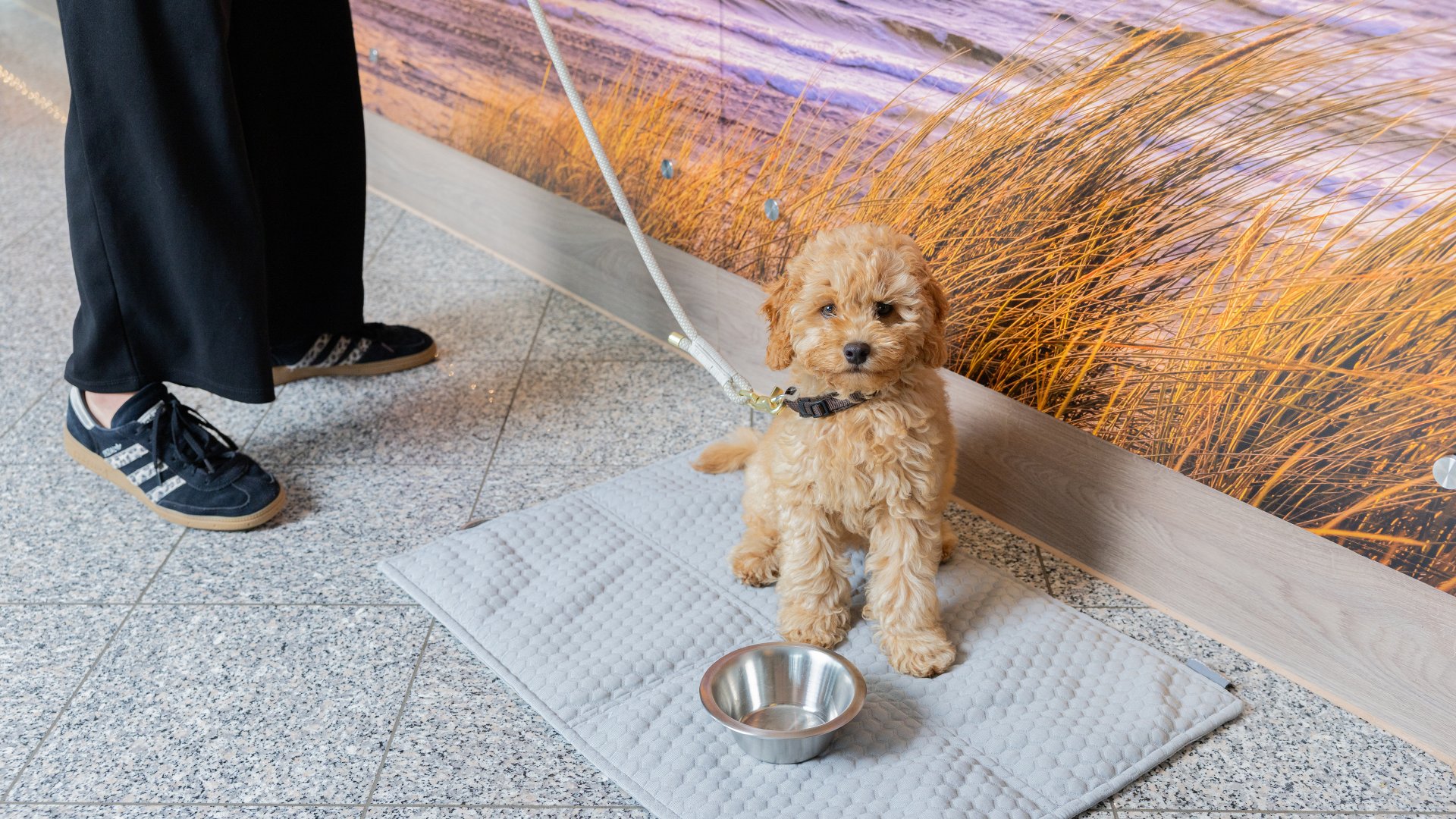 Rügenurlaub mit Hund