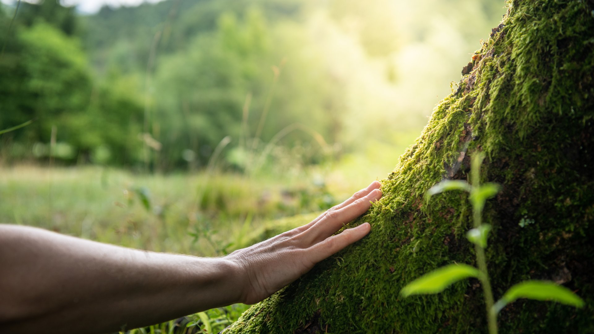 Direkt buchen und gleichzeitig Bäume pflanzen! 