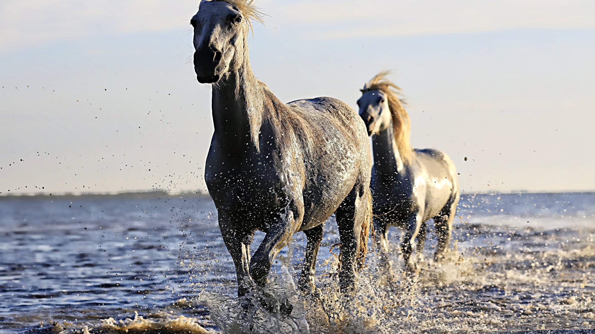 Zwischen den Jahren ins Pferdetheather - Eine poetische Reise in den Wald