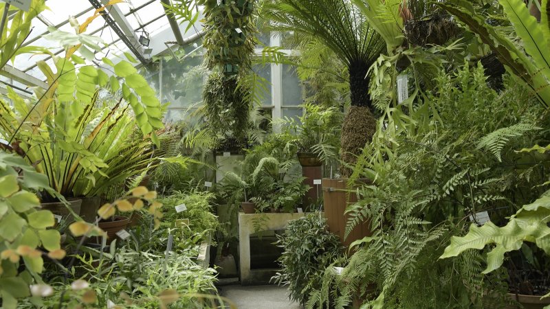 Ogród Botaniczny – unikalne miejsce, w którym tropikalne rośliny rozwijają się w specjalnych szklarniowych warunkach.