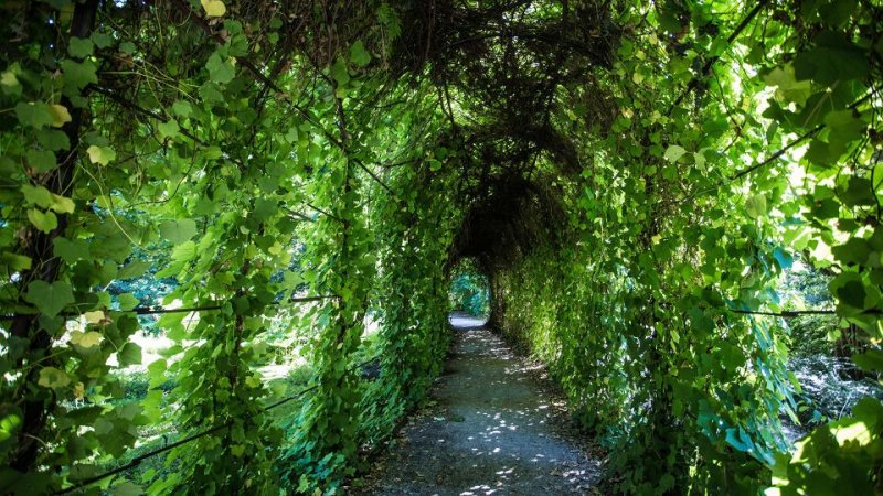 Zielony korytarz w Ogrodzie Botanicznym w Krakowie – urokliwa alejka otoczona bujną roślinnością.