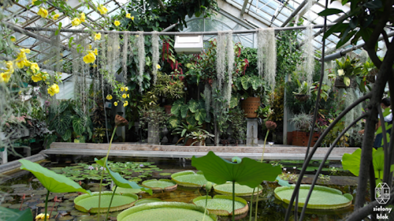 Roślinność w Ogrodzie Botanicznym – zróżnicowana kolekcja roślin z różnych stref klimatycznych.