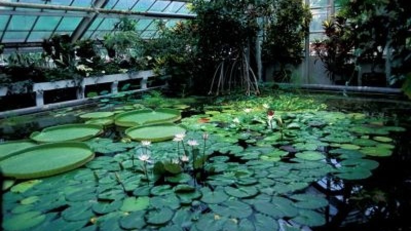 Nenufary w Ogrodzie Botanicznym – piękne, wielobarwne kwiaty rosnące w wodzie, idealne do fotografii.