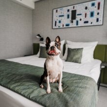 Gdzie na weekend z psem w Polsce?