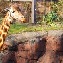 Jak dojechać do ZOO we Wrocławiu? Bezpośredni tramwaj z Q Hotel Plus!