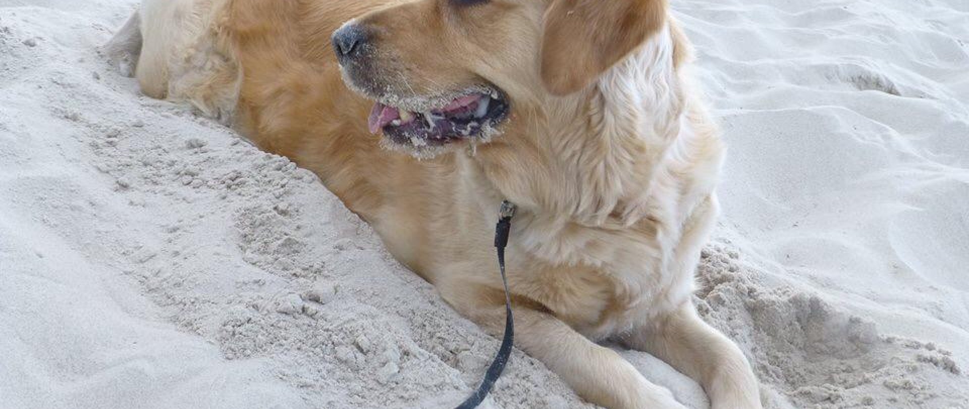 Haustiere sind nicht erlaubt