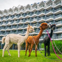 Al pako - alpaki nad morzem