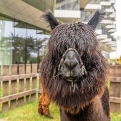 A Visit from the Happy Farm