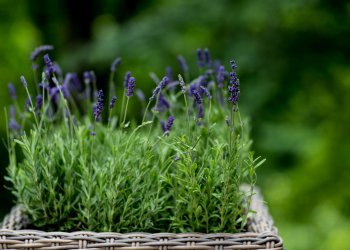 LAVENDER PACKAGE