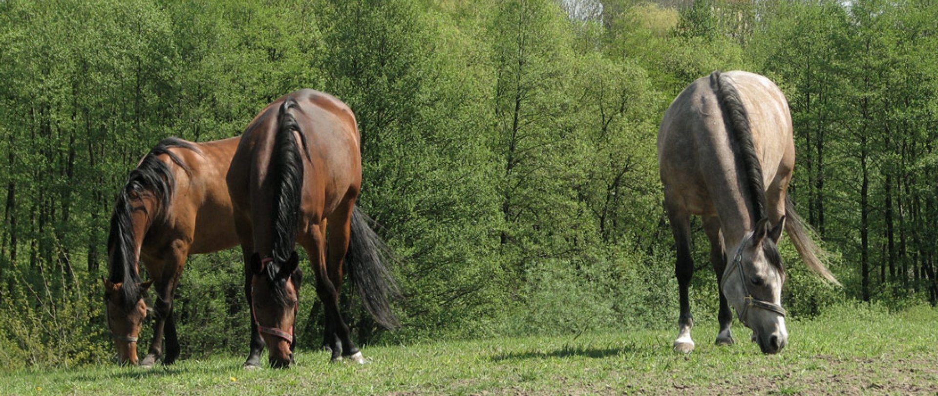 Stadnina koni Falborek