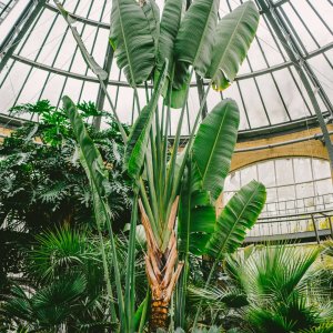Palmenhaus