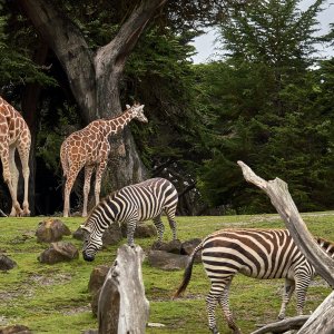 Neuer Zoo und alter Zoo