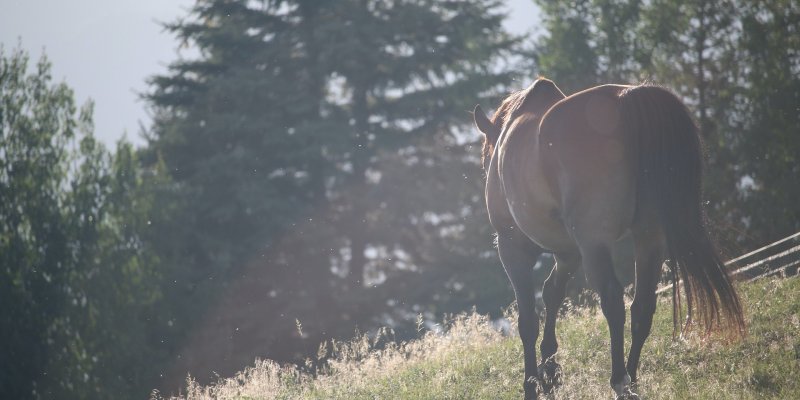 Stadnina Koni Rajd w Jaworkach
