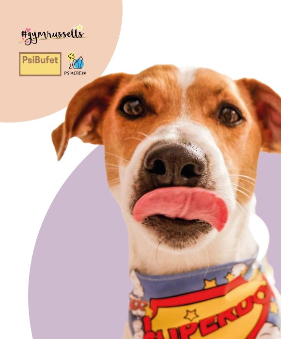 special dog breakfast