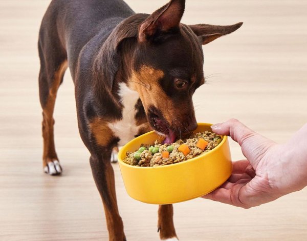 dog with bowl full of food