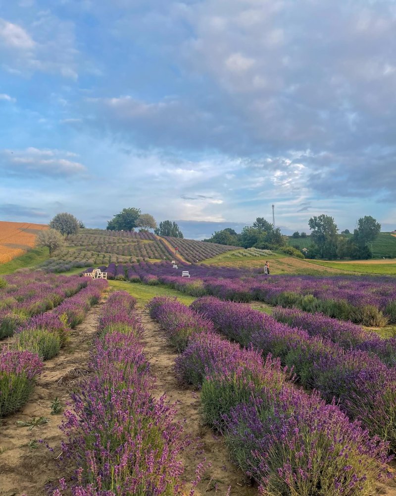 Lavender garden