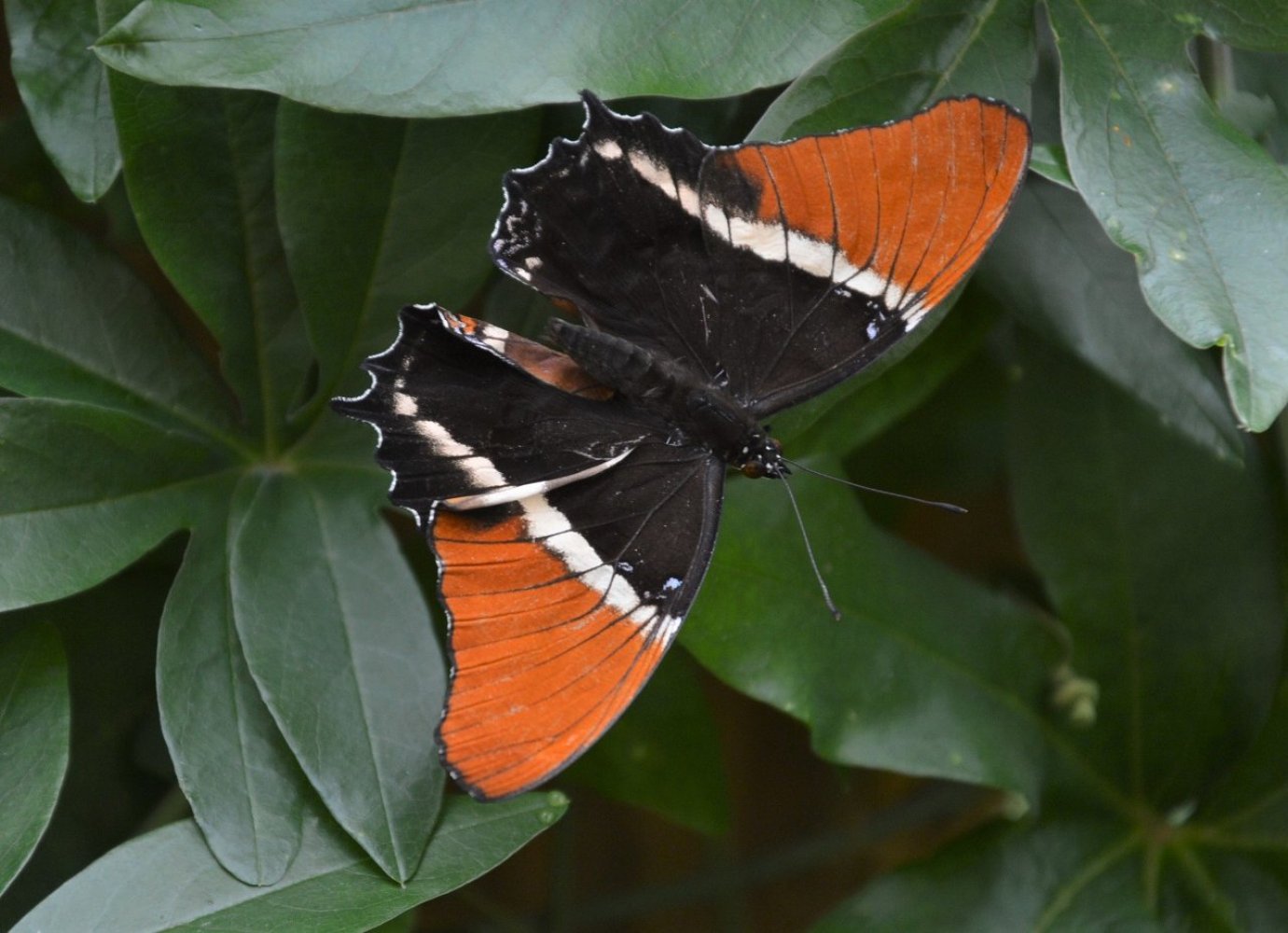 Motylarnia w Czaplach Wielkich 