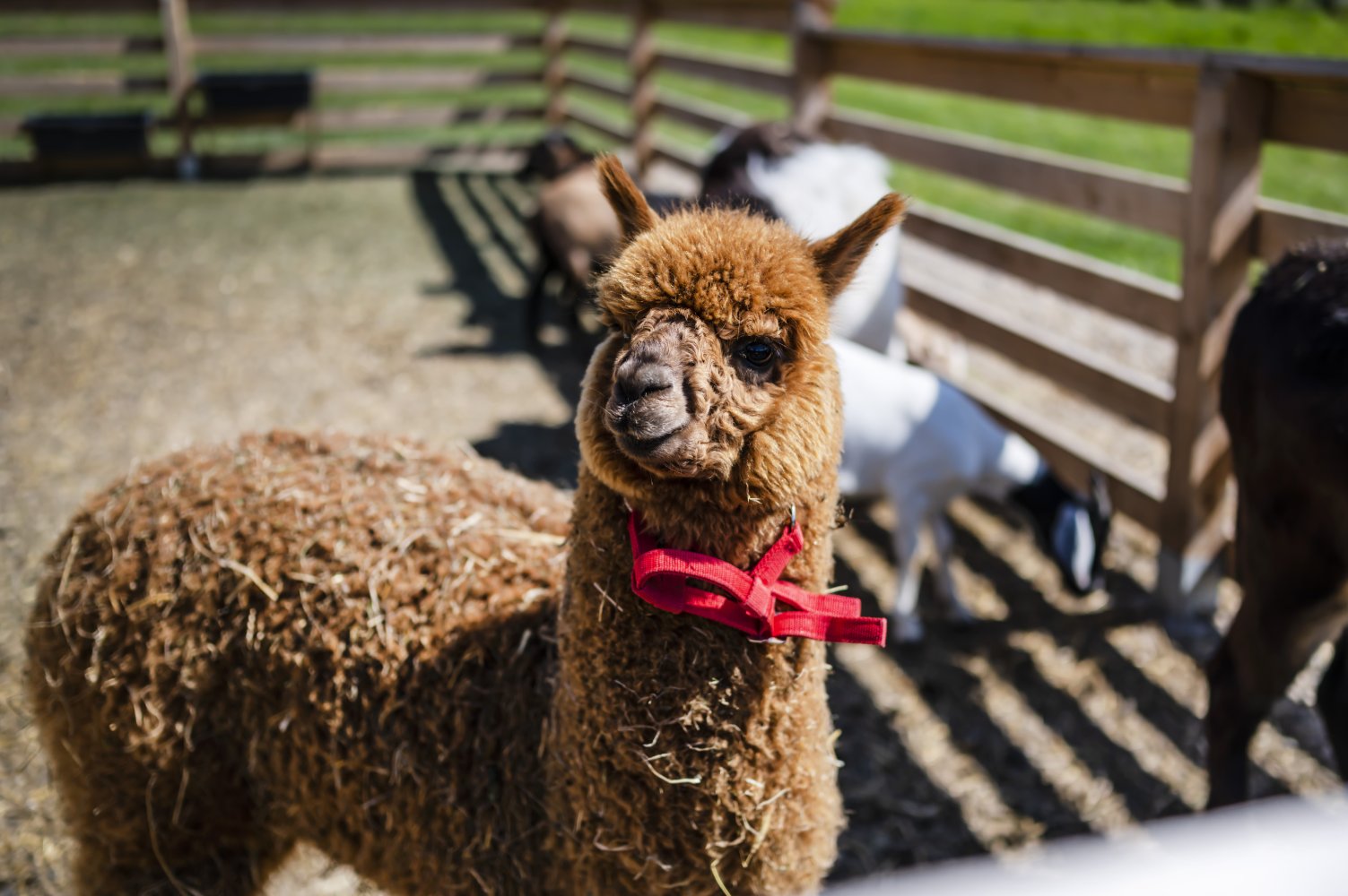Farma Dosłońce – luksusowa farma z własnymi uprawami