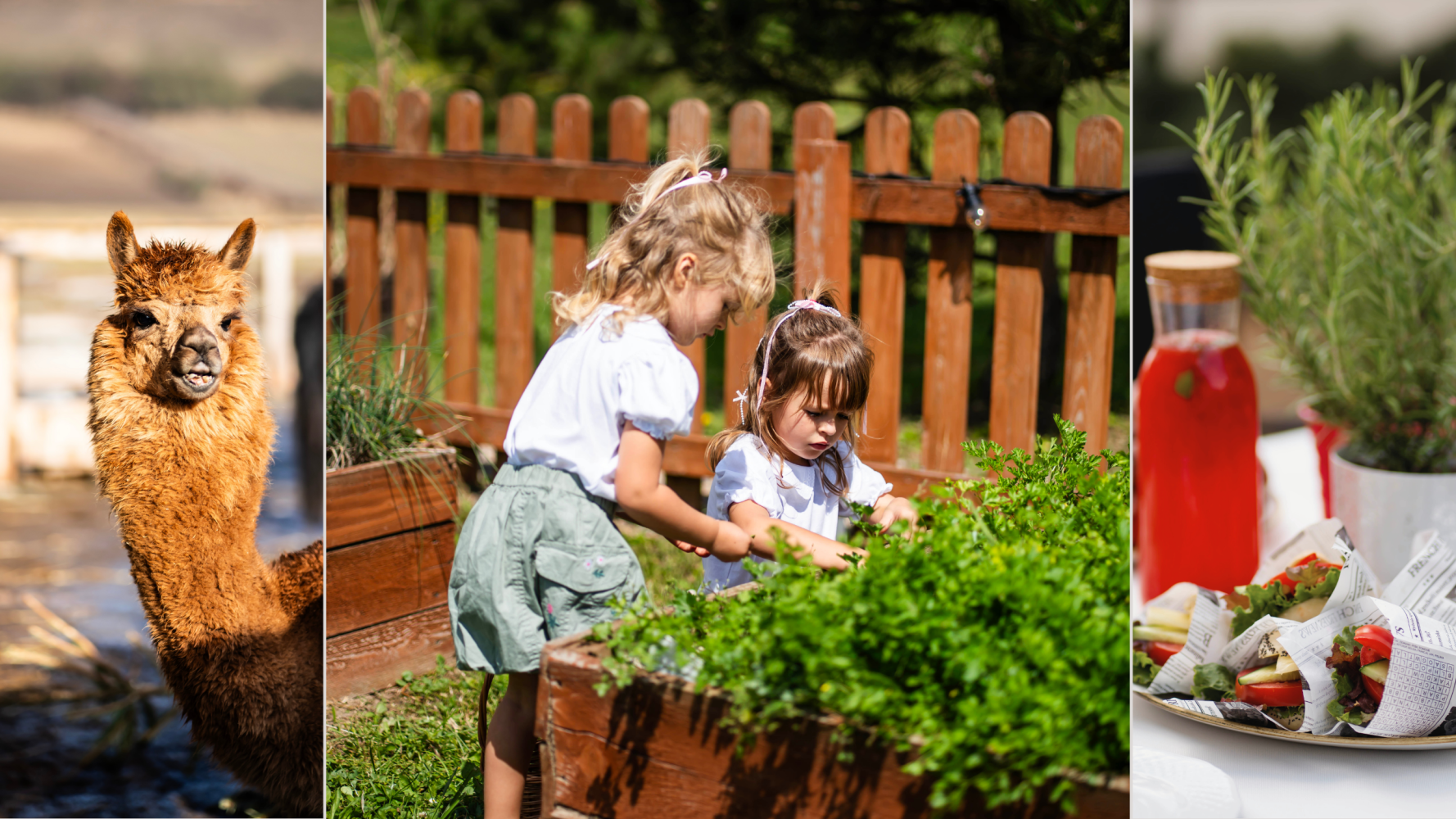 Kwitnąca Wiosna na Farmie - Pakiet Rodzinny