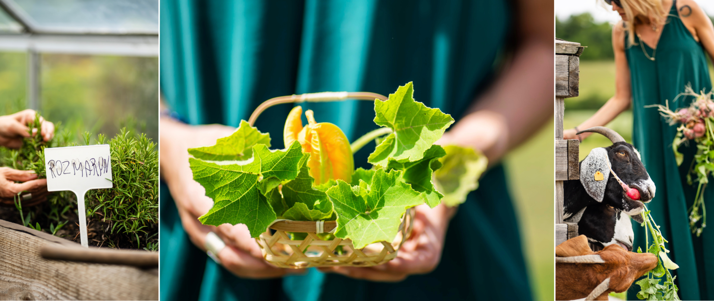Festiwal Wellness & Farm 15 sierpnia 2026 Wstęp Bezpłatny