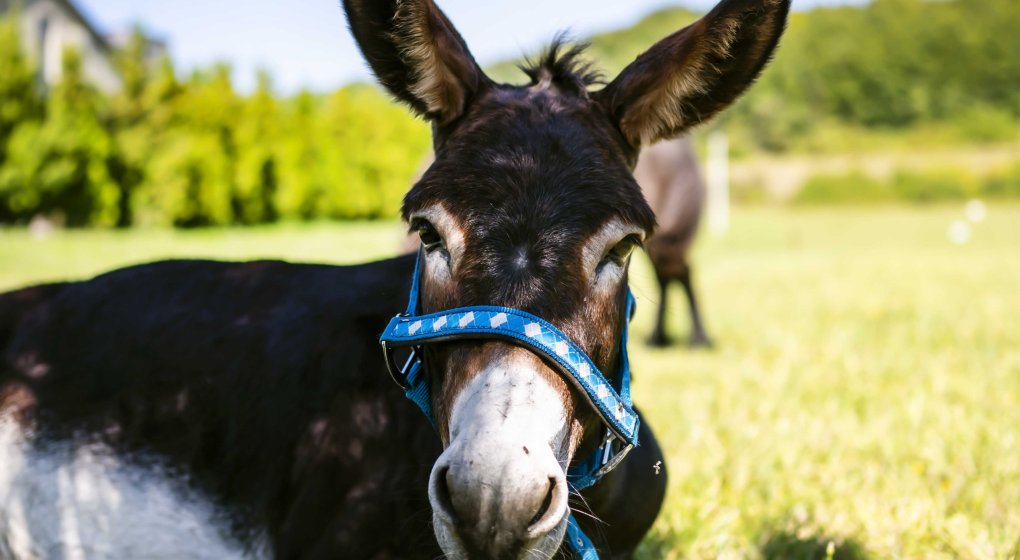 Family Activities Near Krakow &ndash; Pool, Farm Animals, Lunch