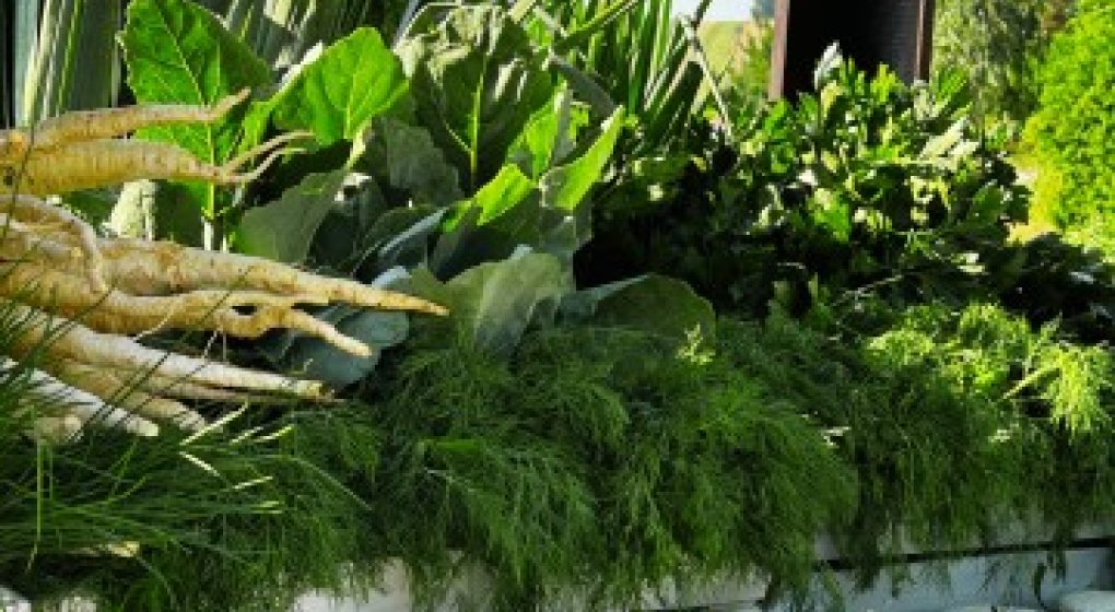 Festiwal Wellness & Farm 15 sierpnia 2026 Wstęp Bezpłatny