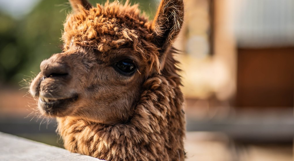 Family Activities Near Krakow &ndash; Pool, Farm Animals, Lunch