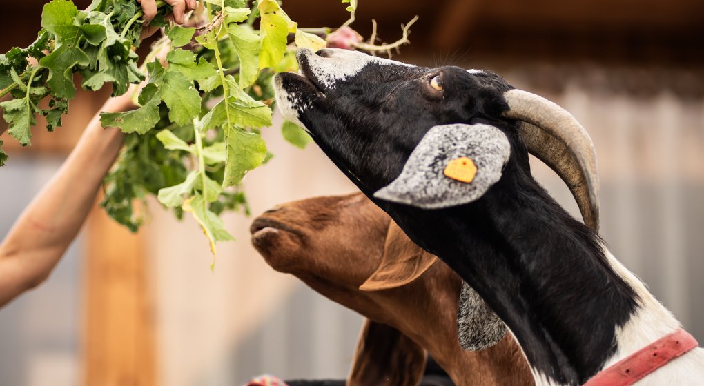 Festiwal Wellness & Farm 15 sierpnia 2026 Wstęp Bezpłatny