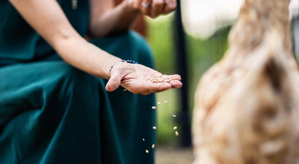 Festiwal Wellness & Farm 15 sierpnia 2026 Wstęp Bezpłatny