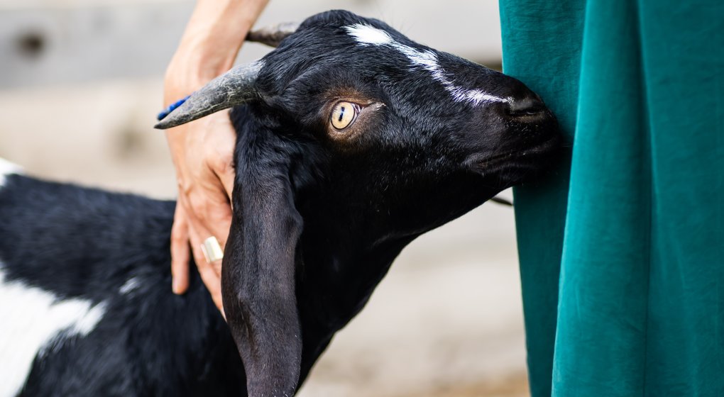 Festiwal Wellness & Farm 15 sierpnia 2026 Wstęp Bezpłatny