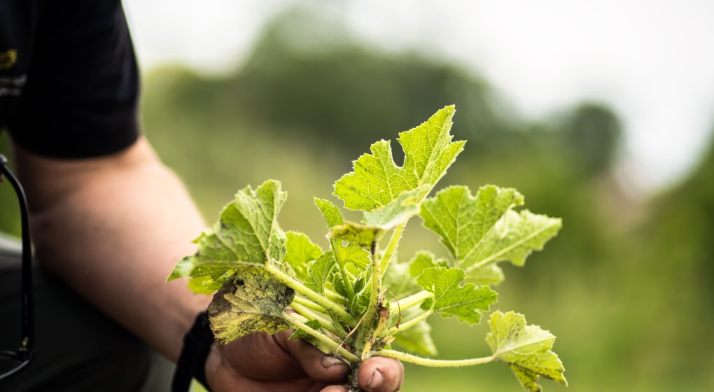 Festiwal Wellness & Farm 15 sierpnia 2026 Wstęp Bezpłatny