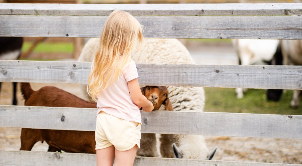 Family Activities Near Krakow &ndash; Pool, Farm Animals, Lunch