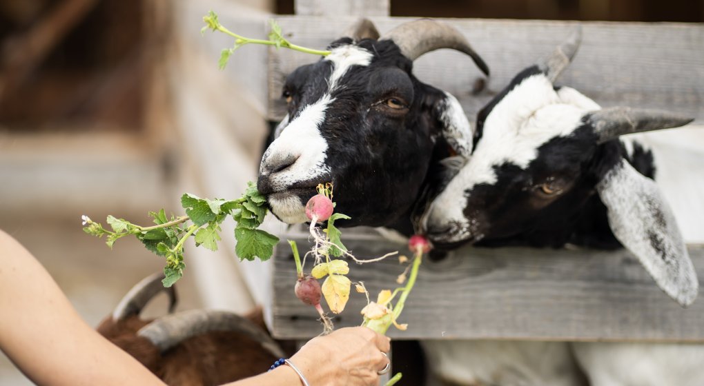 Festiwal Wellness & Farm 15 sierpnia 2026 Wstęp Bezpłatny