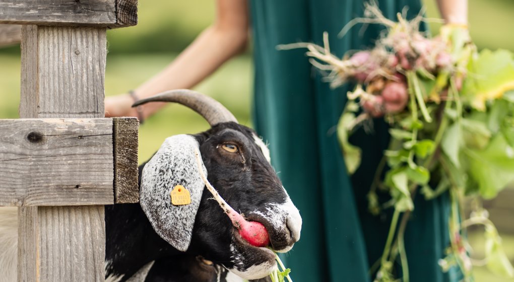 Festiwal Wellness & Farm 15 sierpnia 2026 Wstęp Bezpłatny