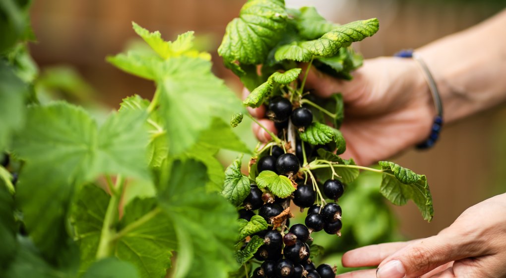 Festiwal Wellness & Farm 15 sierpnia 2026 Wstęp Bezpłatny