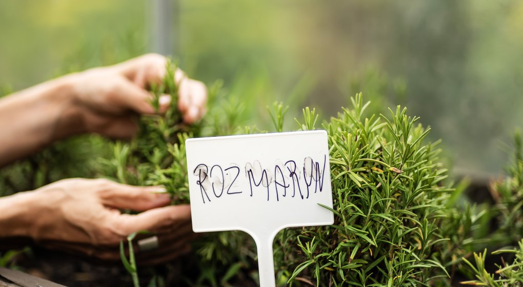Festiwal Wellness & Farm 15 sierpnia 2026 Wstęp Bezpłatny