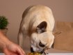 Dog's Menu