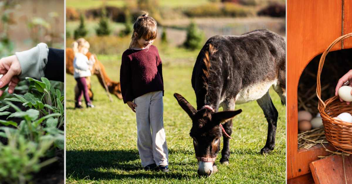 Dosłońce Resort Wellness & Farm