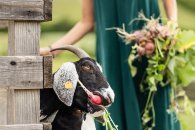 Festiwal Wellness & Farm - 16 sierpnia