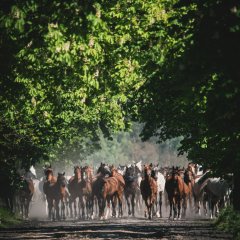Horse Stud in Michałowice