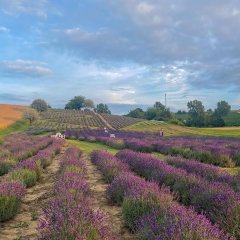 Lavender garden